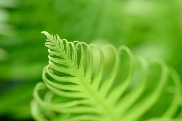 Feuille verte bouclée — Photo