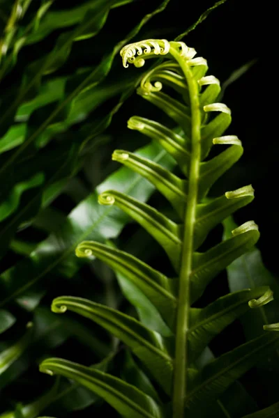 Curly Green Leaf: widok z przodu — Zdjęcie stockowe