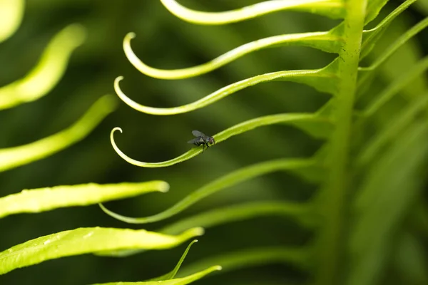 Folha verde encaracolada — Fotografia de Stock