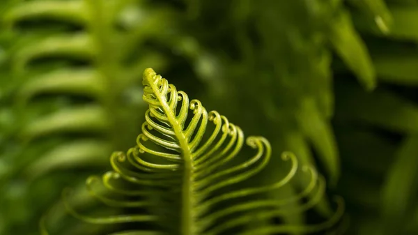 Kıvırcık yaprak yeşil — Stok fotoğraf
