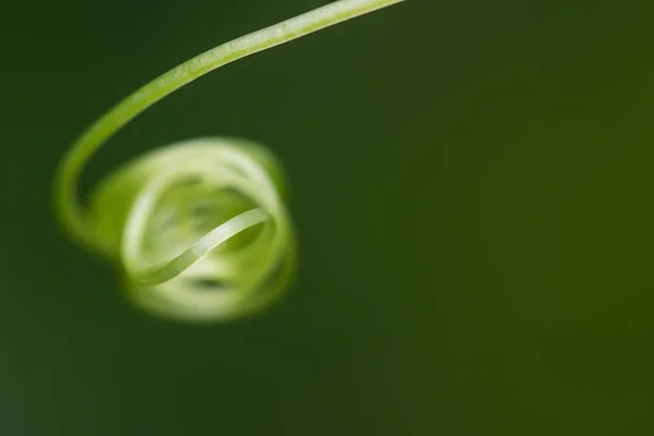 Folha verde encaracolada — Fotografia de Stock