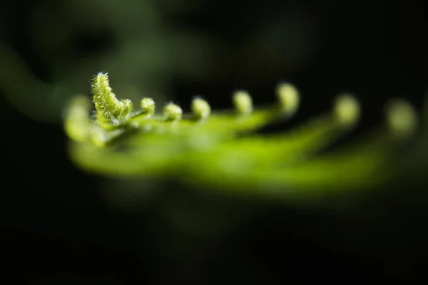 Folha verde encaracolada — Fotografia de Stock