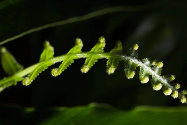 Kıvırcık yaprak yeşil — Stok fotoğraf
