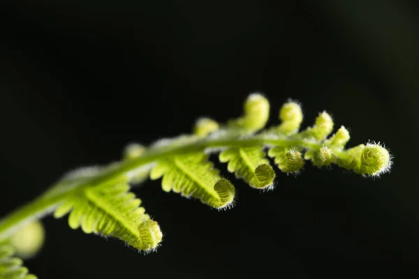 Folha verde encaracolada — Fotografia de Stock