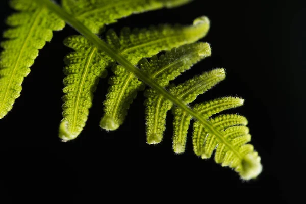 Feuille verte bouclée — Photo