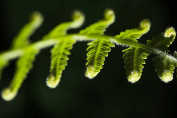 Feuille verte bouclée — Photo