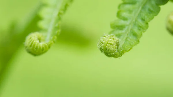 Folha verde encaracolada — Fotografia de Stock