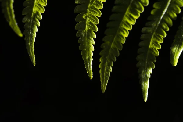 Foglia verde nella foresta — Foto Stock