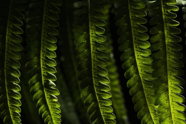 Feuille verte dans la forêt — Photo