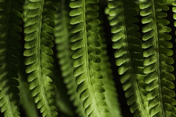 Feuille verte dans la forêt — Photo