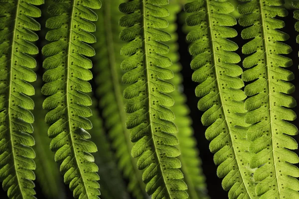 Feuille verte dans la forêt — Photo