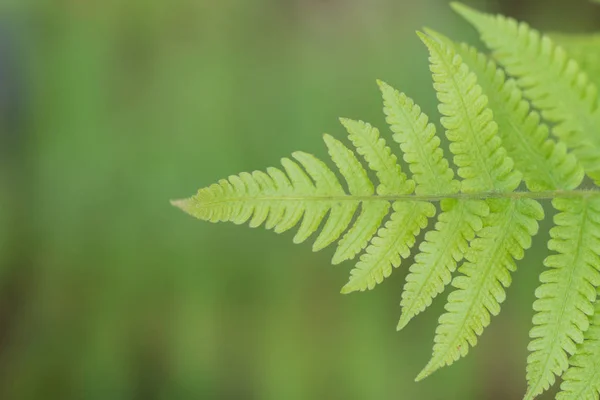 Feuille verte dans la forêt — Photo