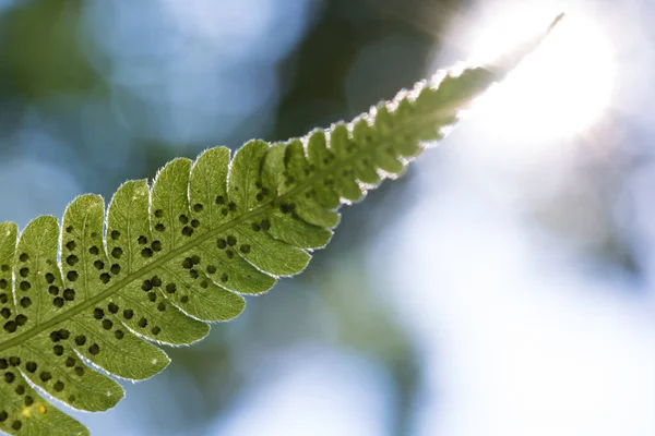 Feuille verte dans la forêt — Photo