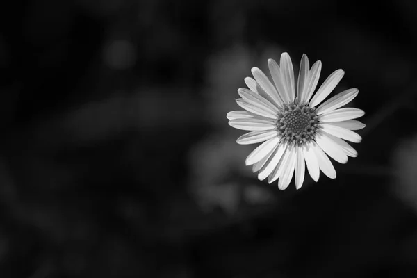 Enkelvoudige bloem: zwart-wit — Stockfoto