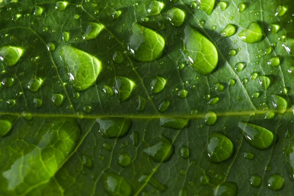 Yağmur damlası ile yaprak — Stok fotoğraf