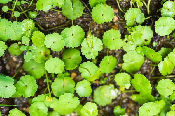 Feuille avec goutte de pluie — Photo