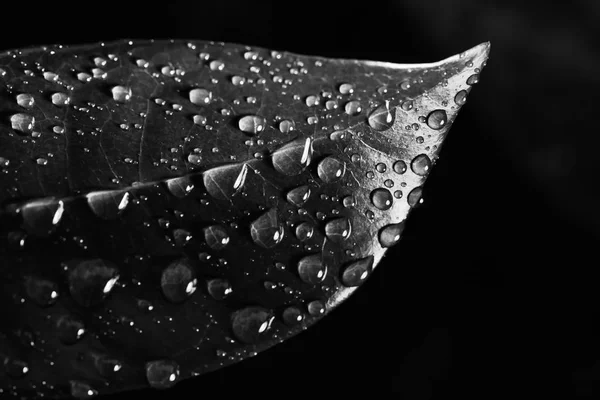 Listy s dešťová kapka — Stock fotografie