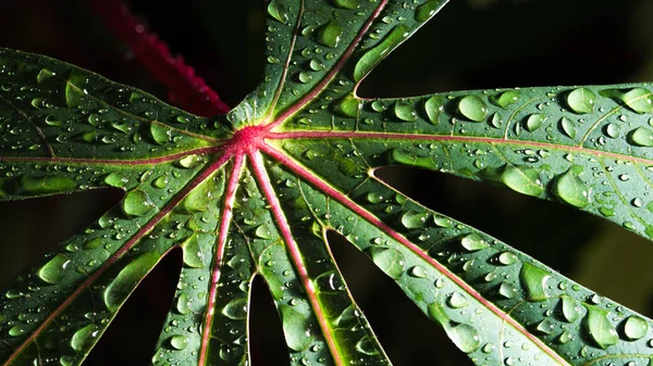 Leaf with raindrop — Stock Photo, Image