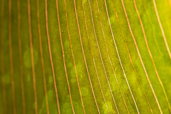 yağmur damlası ile yaprak