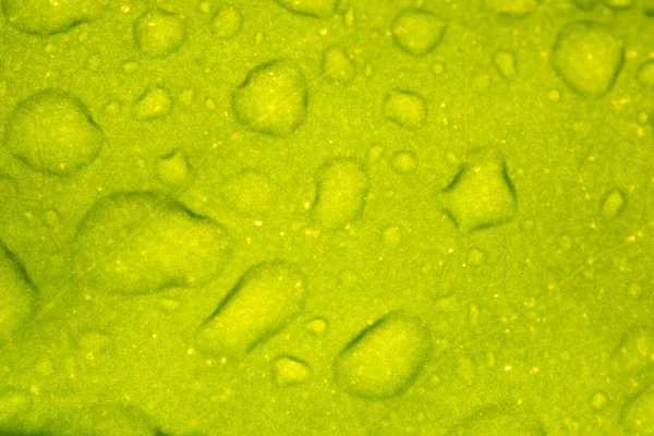 Liść z kropla deszczu — Zdjęcie stockowe