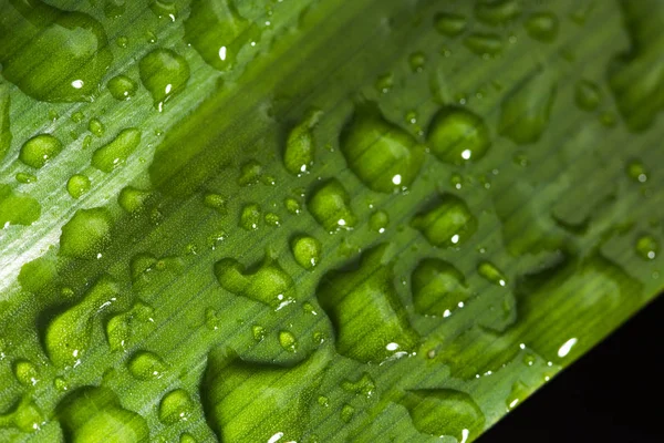 Yağmur damlası ile yaprak — Stok fotoğraf