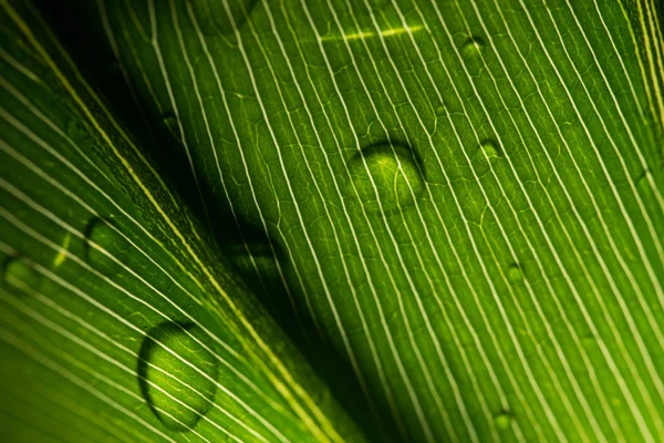 Feuille avec goutte de pluie — Photo