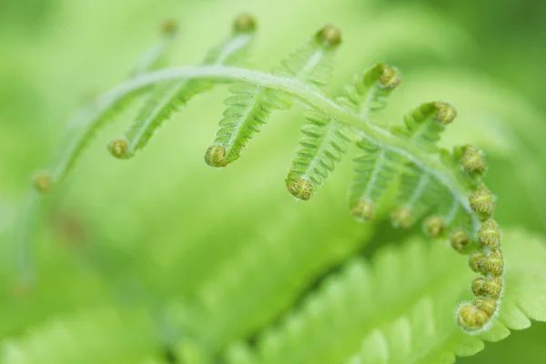 Kıvırcık yaprak yeşil Telifsiz Stok Fotoğraflar