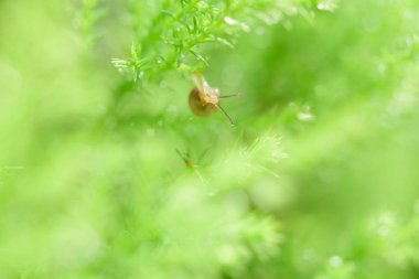 Salyangoz bıraktıktan sonra yağmur ile yeşil yaprak üzerinde