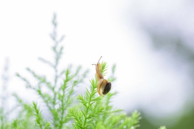 Salyangoz bıraktıktan sonra yağmur ile yeşil yaprak üzerinde