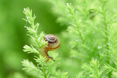 Salyangoz bıraktıktan sonra yağmur ile yeşil yaprak üzerinde