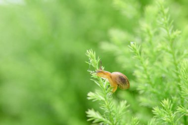Salyangoz bıraktıktan sonra yağmur ile yeşil yaprak üzerinde