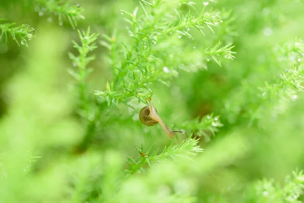 Caracol na folha verde com gota após chuva — Fotografia de Stock