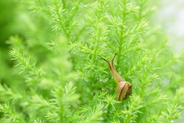 Salyangoz bıraktıktan sonra yağmur ile yeşil yaprak üzerinde