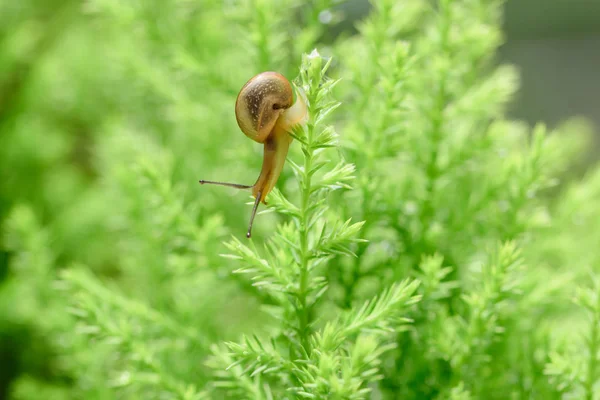 Salyangoz bıraktıktan sonra yağmur ile yeşil yaprak üzerinde
