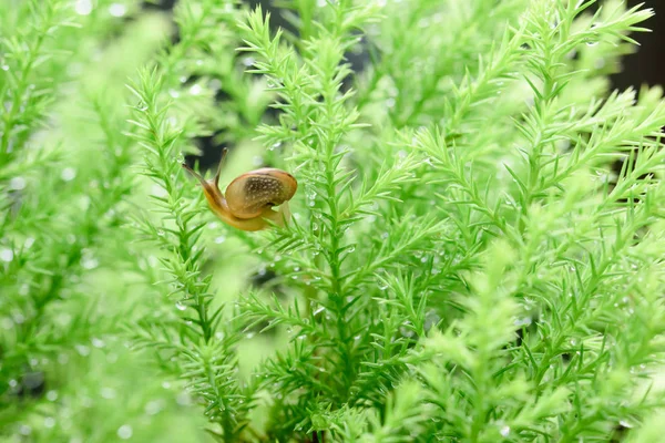 Salyangoz bıraktıktan sonra yağmur ile yeşil yaprak üzerinde