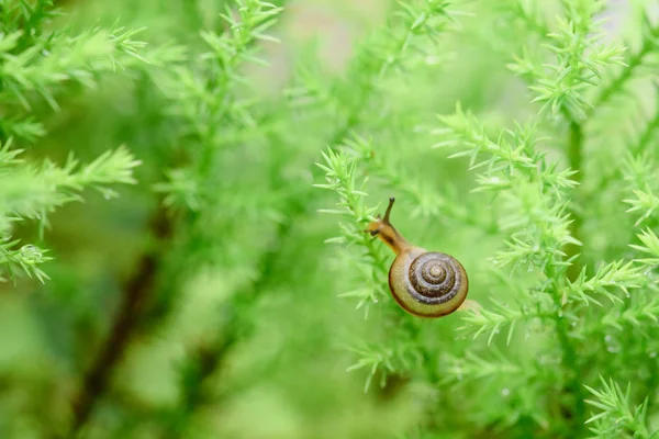 Schnecke auf grünem Blatt mit Tropfen nach Regen — Stockfoto