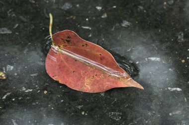 Suda kırmızı yaprak