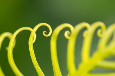 Güneşli dday kıvrılmış yaprak