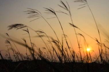 Gün batımında çim siluet