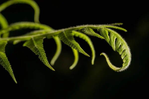 Güneşli dday kıvrılmış yaprak — Stok fotoğraf