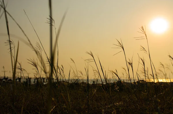 Silueta trávy při západu slunce — Stock fotografie