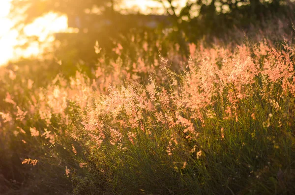 Günbatımı pembe otlar