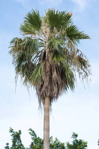 Ein hoher Baum — Stockfoto