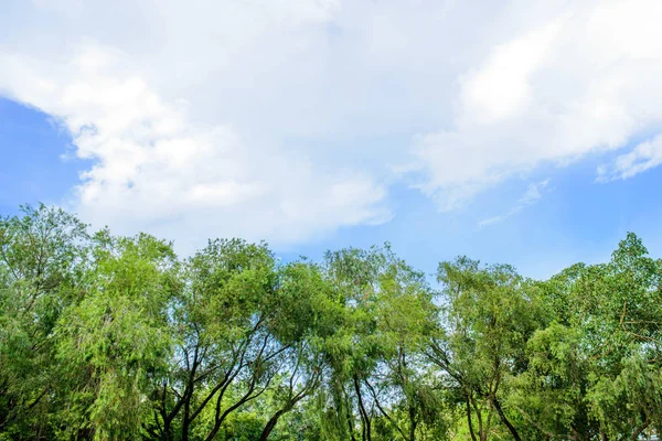 Campo verde y cielo azul Imágenes De Stock Sin Royalties Gratis