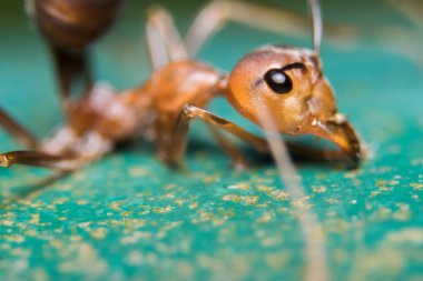 Kırmızı karınca açık havada