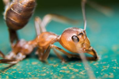 Kırmızı karınca açık havada