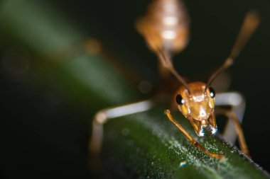 Kırmızı karınca açık havada