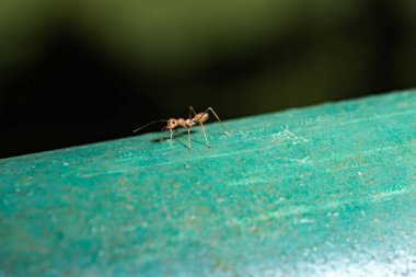 Kırmızı karınca açık havada