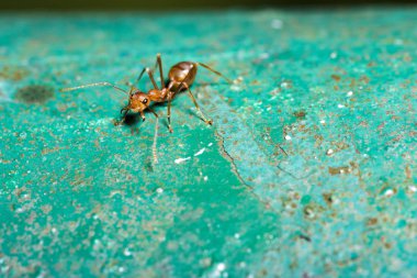 Kırmızı karınca açık havada