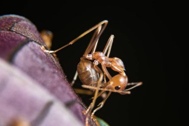 Kırmızı karınca açık havada